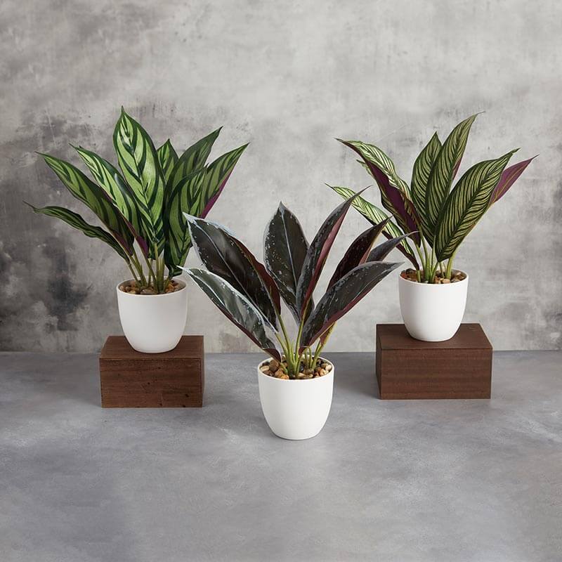 2 47th Main Cmr786 Calathea Plant ($17.50 @ 2 min)