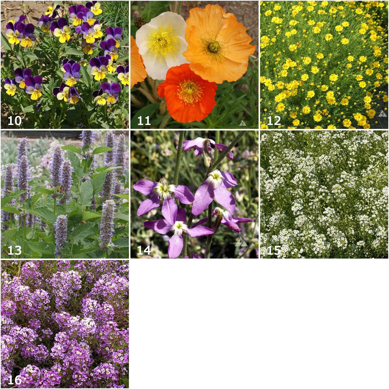 Fragrant Flower - Scatter Garden