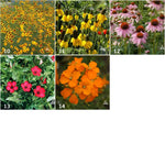 Wildflower - Scatter Garden