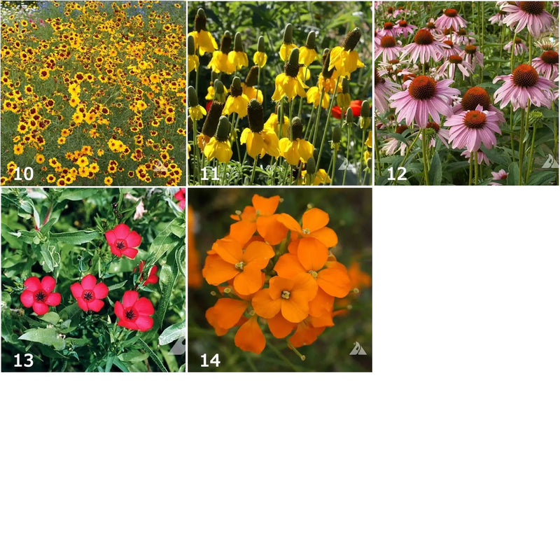 Wildflower - Scatter Garden