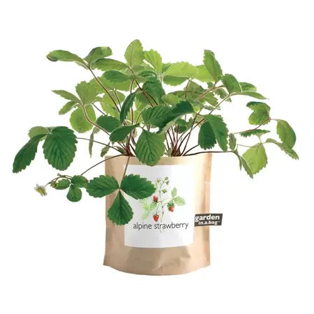 Strawberry - Garden In A Bag