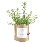 Lavender - Garden In A Bag