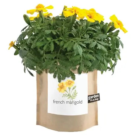 French Marigold - Garden In A Bag