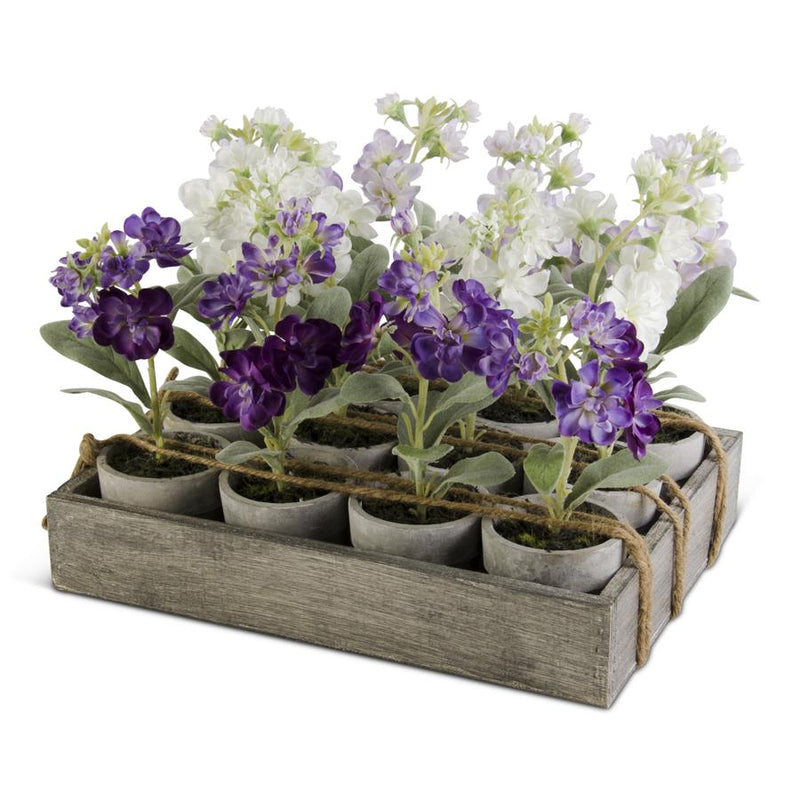 Mini Potted Delphinium