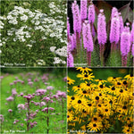 Monarch Milkweed - Scatter Garden