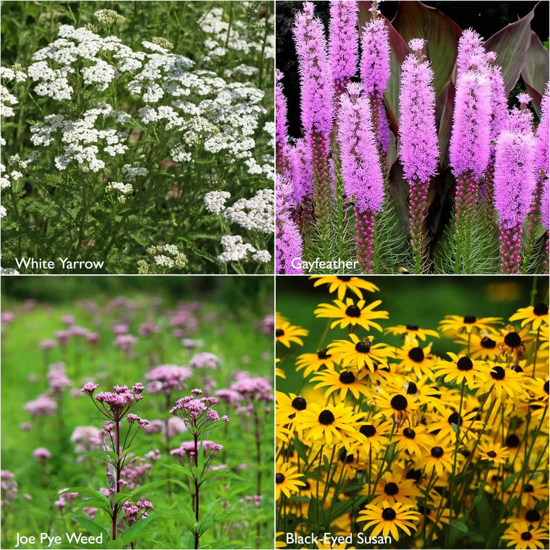 Monarch Milkweed - Scatter Garden