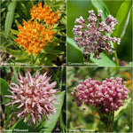 Monarch Milkweed - Scatter Garden