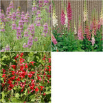 Hummingbird - Garden Sprinkles