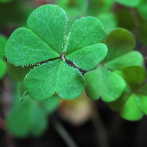 Good Luck Clover - Garden Sprinkles