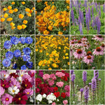 Butterfly - Garden Sprinkles
