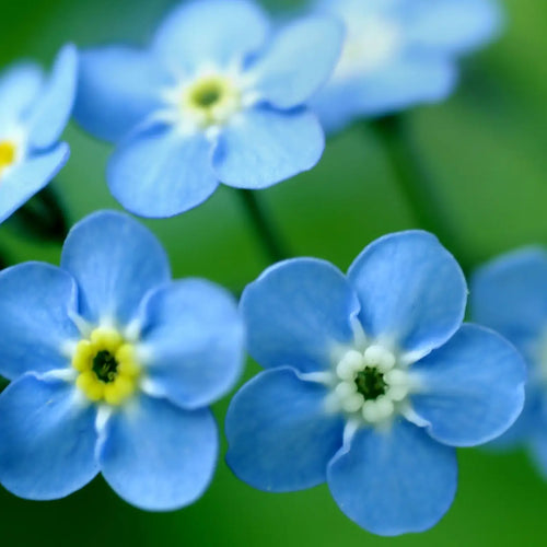 Forget-Me-Not - Garden Sprinkles