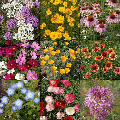 Honeybee - Scatter Garden