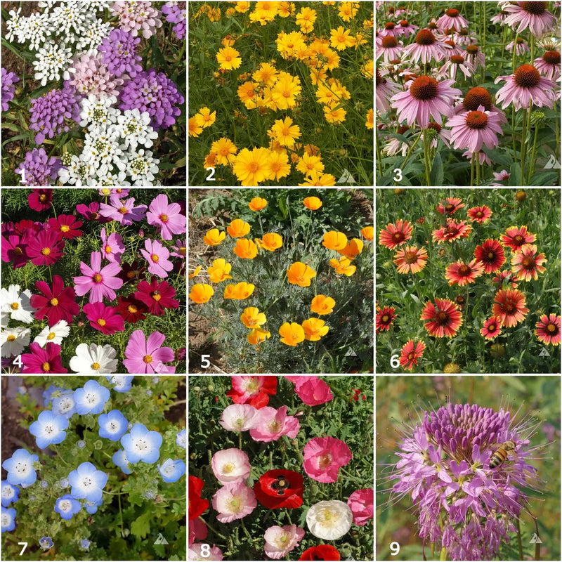 Honeybee - Scatter Garden