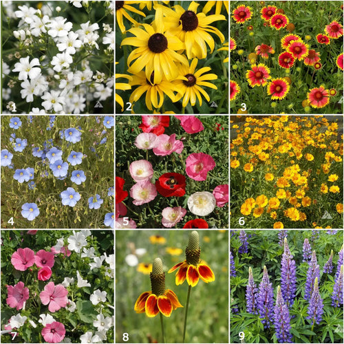 Wildflower - Scatter Garden