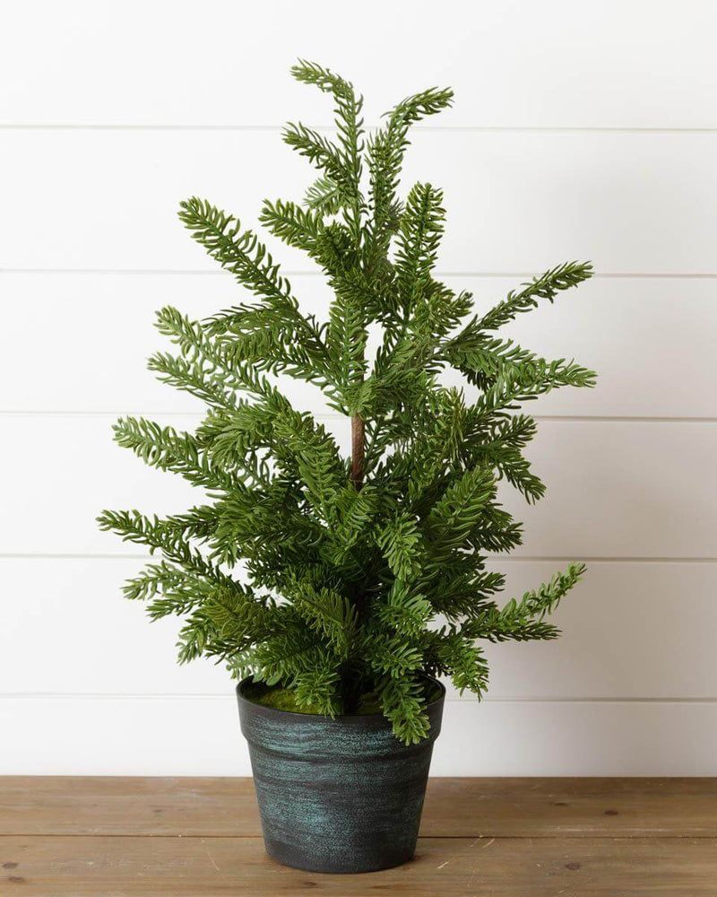 Potted Real Feal Yew Tree