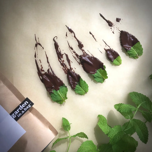 Mint - Garden In A Bag