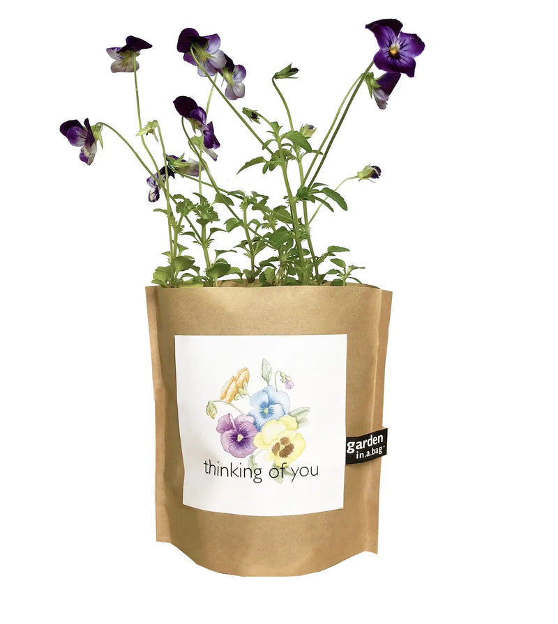 Thinking of You - Garden In A Bag