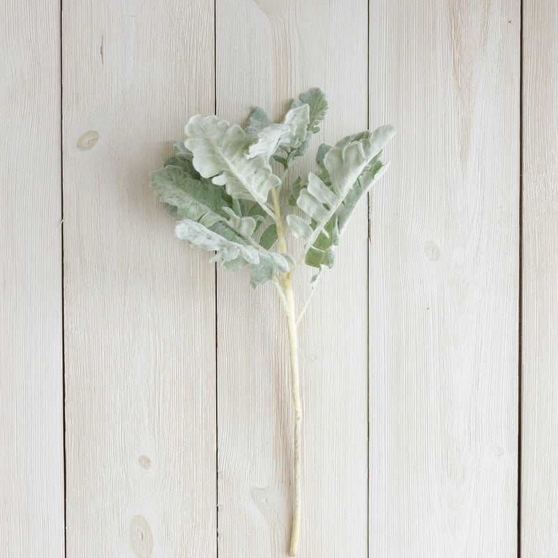 Dusty Miller Pick