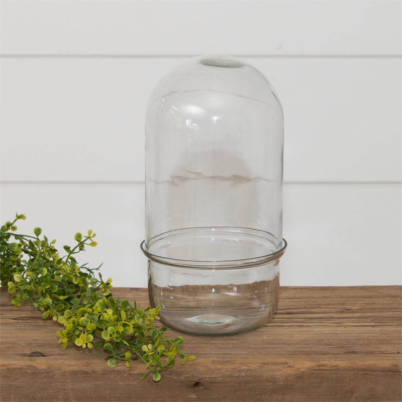 glass cloche plant terrarium Glass Cloche Terrarium