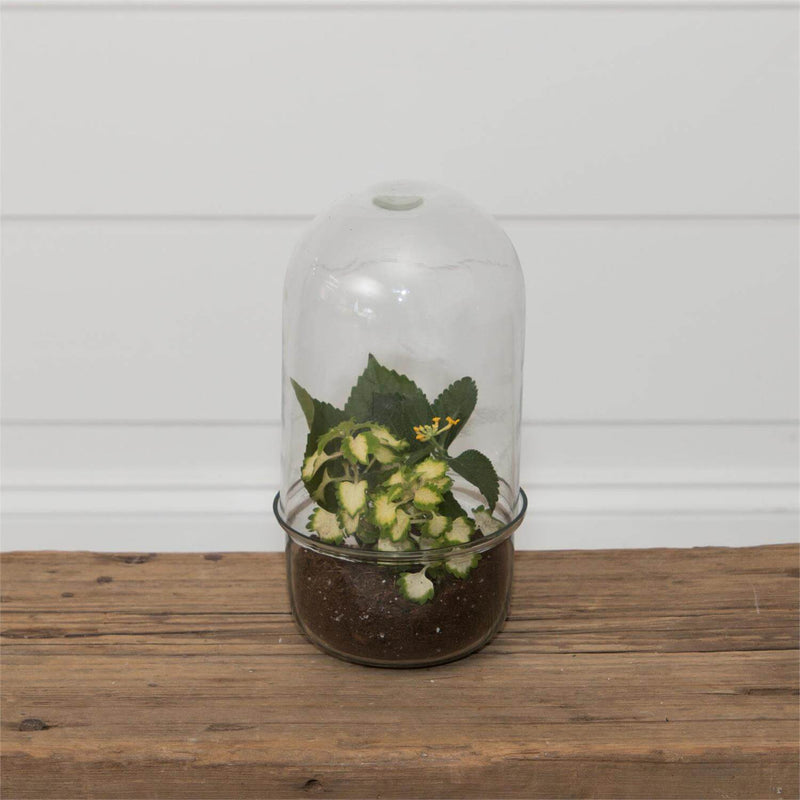 glass cloche for indoor plants Glass Cloche Terrarium
