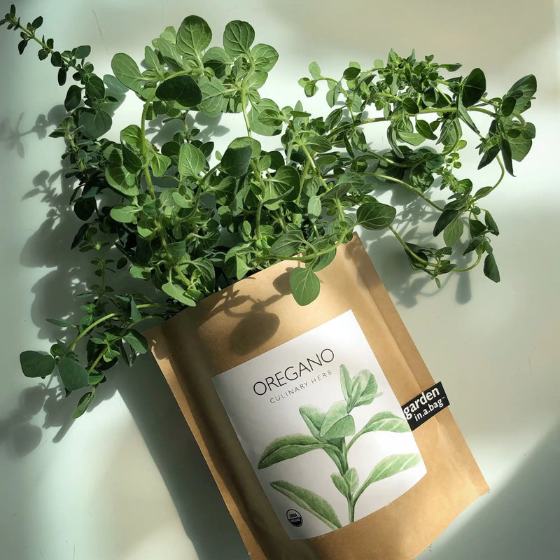 Oregano - Garden In A Bag