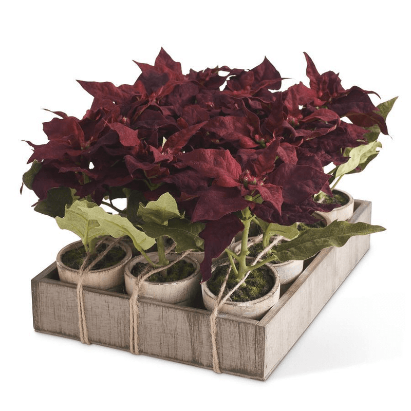Potted Burgundy Poinsettia