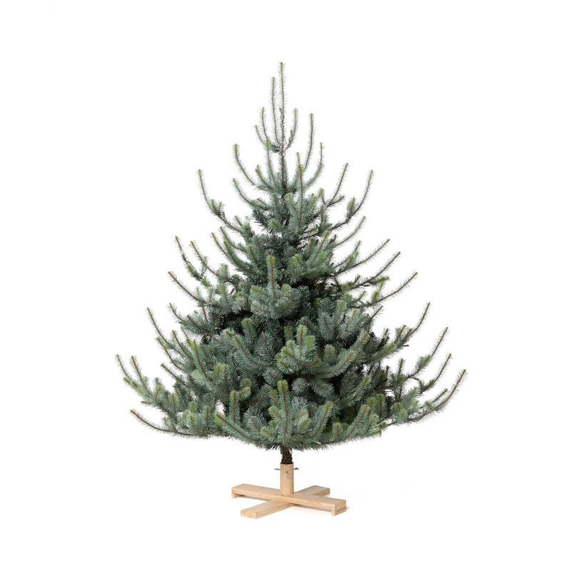5.5' Blue Spruce Christmas Tree