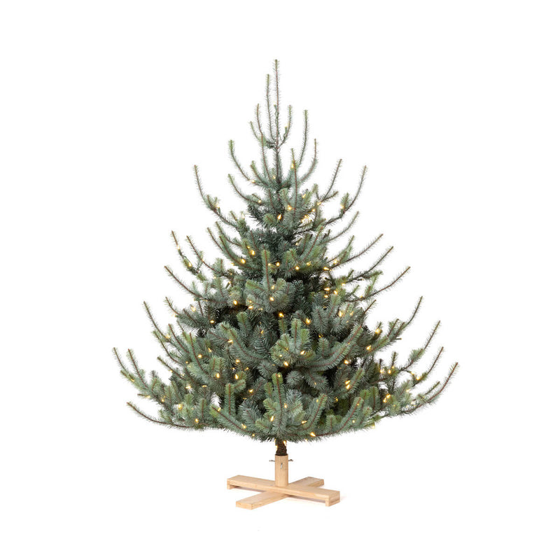 5.5' Blue Spruce Christmas Tree