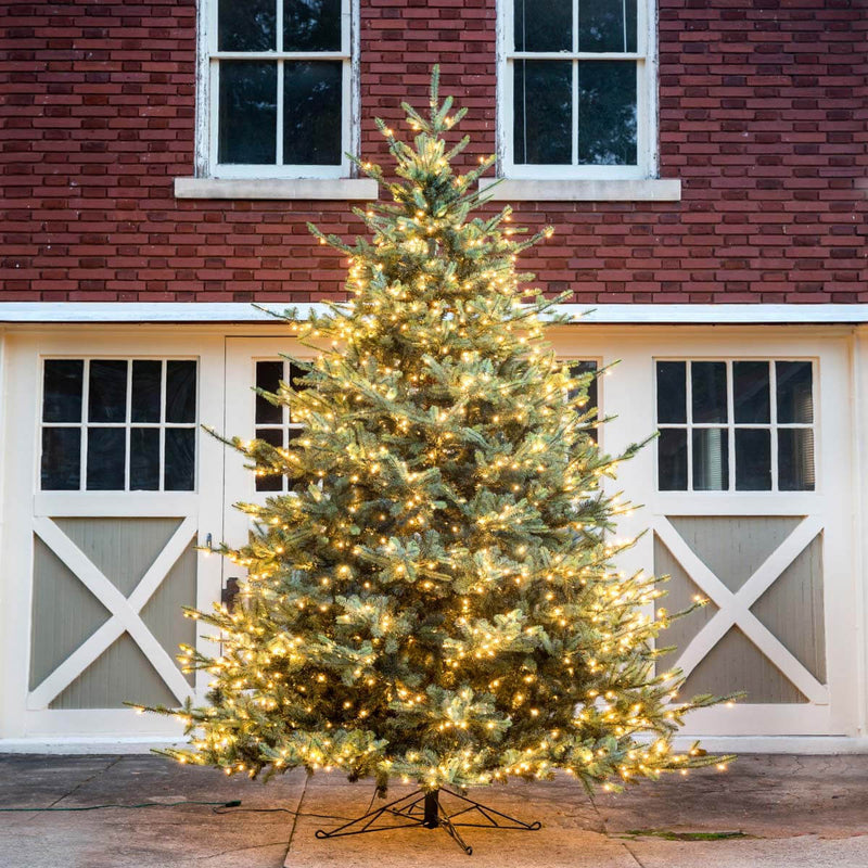 12' Blue Spruce Christmas Tree