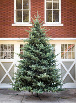12' Blue Spruce Christmas Tree
