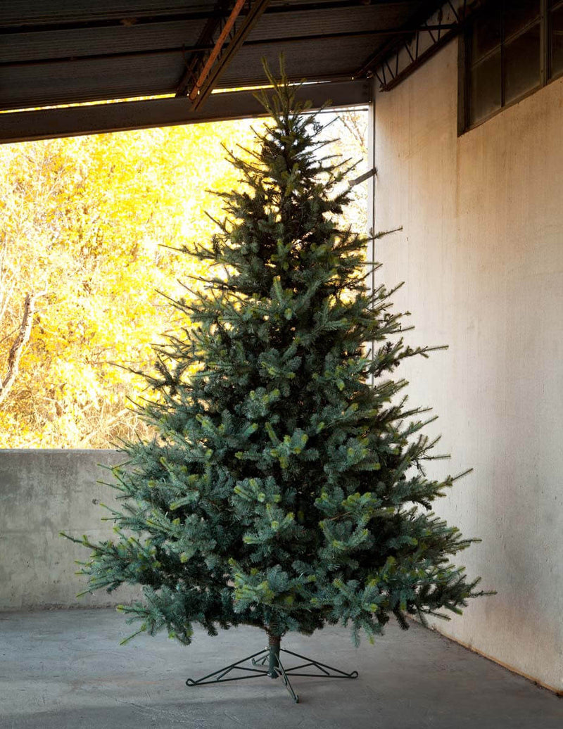12' Blue Spruce Christmas Tree