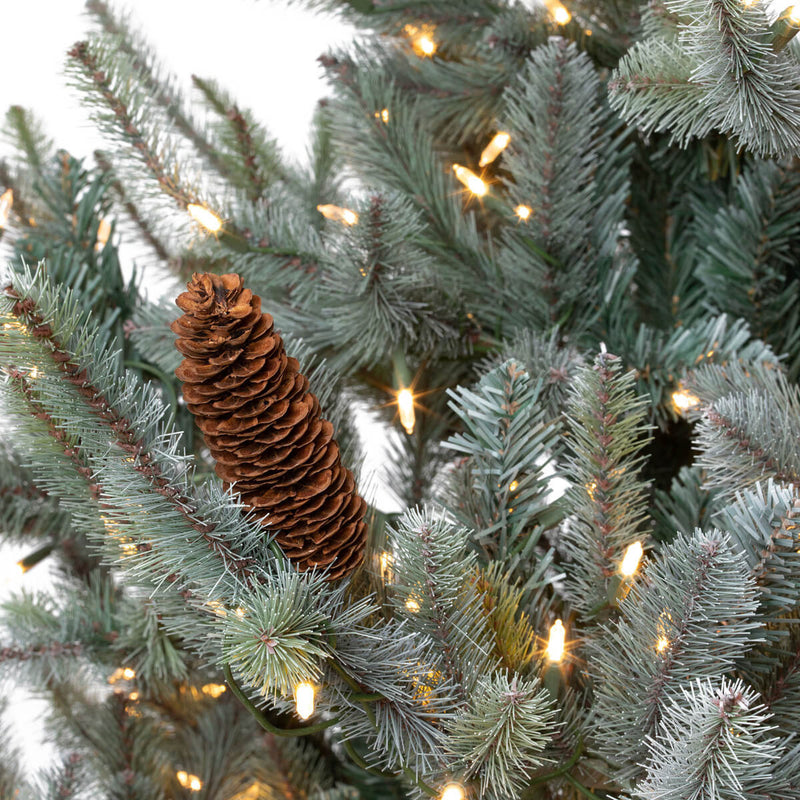 7.5' Blue Spruce Christmas Tree