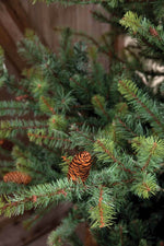 7.5' Blue Spruce Christmas Tree