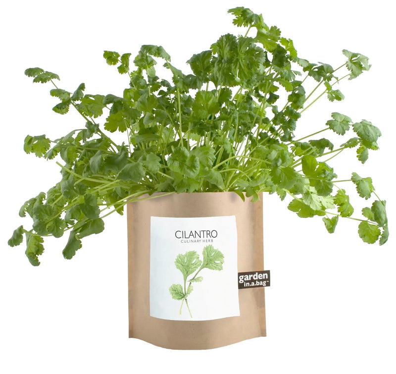 Cilantro - Garden In A Bag