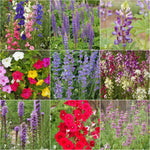 Hummingbird - Garden Sprinkles