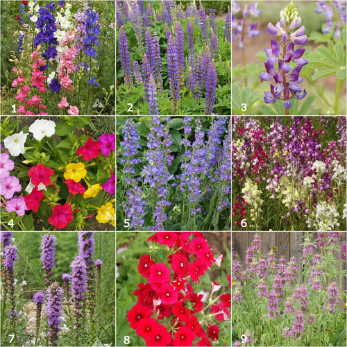 Hummingbird - Scatter Garden