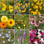Songbird - Scatter Garden