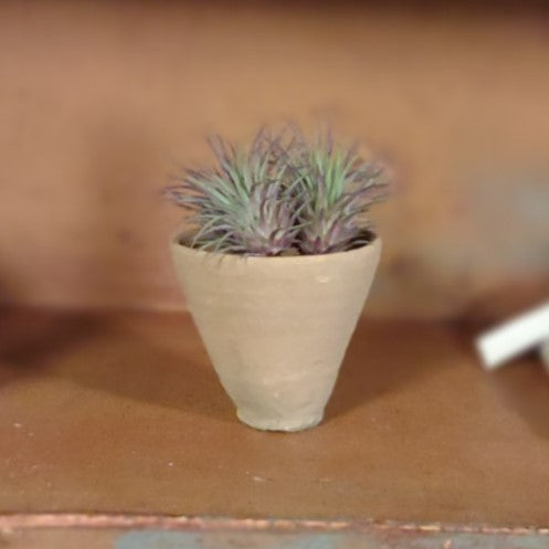 mini terracotta plant pots Mini Terracotta Pot
