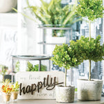 Boxwood Topiary