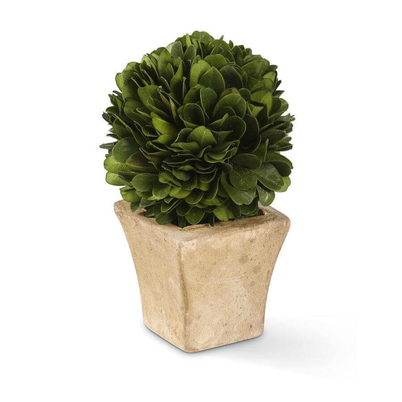 Potted Preserved Mini Boxwood Ball