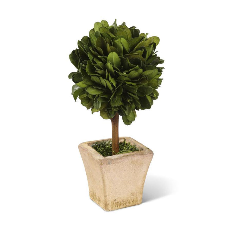 Potted Preserved Mini Boxwood Topiary