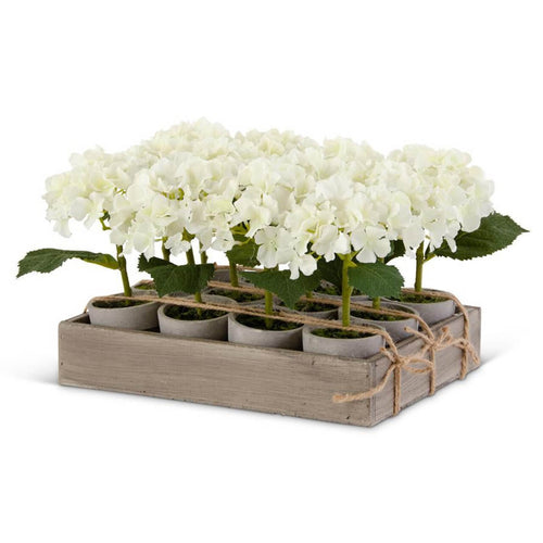 Potted Mini White Hydrangea