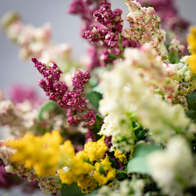 Mini Flowering Lavender Bush