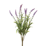 Lavender Bush Ctw Home