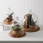 Glass Bell Shaped Cloche with Wood Base Ctw Home