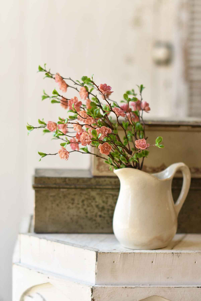 Light Pink Quince Bush