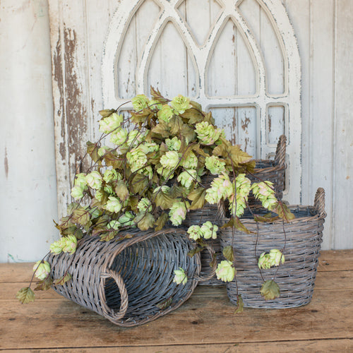 Light Green Hops Stem