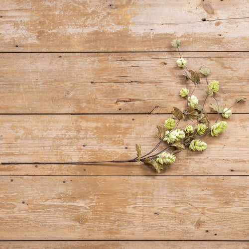 Light Green Hops Stem