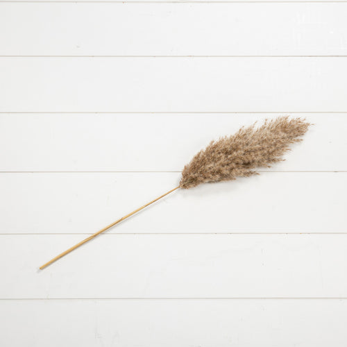 Pampas Grass Stem Ragon House