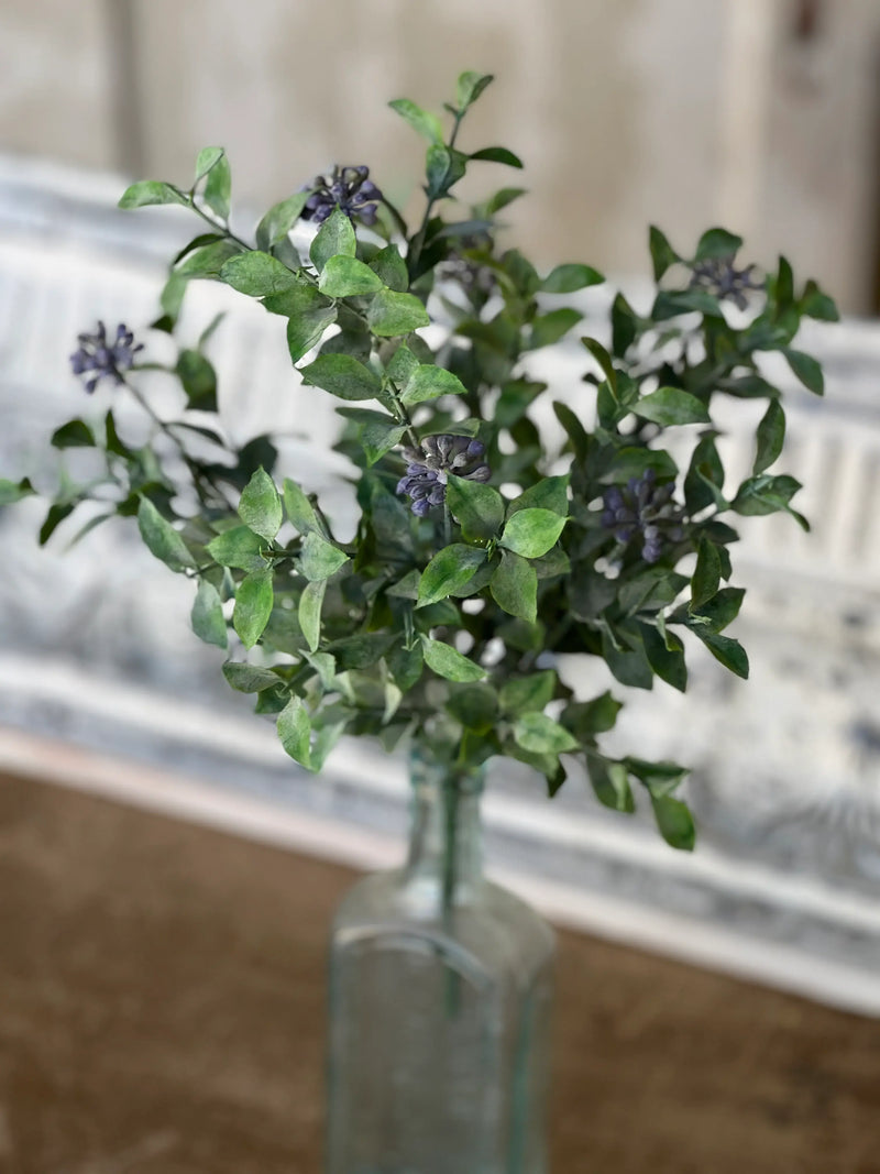 Lavender Bud Beauties Bush
